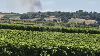 Incendie à Mirambeau - Charente-Maritime - 2 juillet 2026 - Feux de forêts et d'espaces naturels