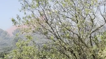 Incendie à Milhaud - Gard - 5 juillet 2026 - Feux de forêts et d'espaces naturels