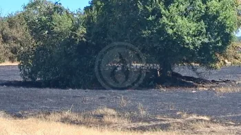 Incendie à Blagnac - Haute-Garonne - 6 juillet 2026 - Feux de forêts et d'espaces naturels