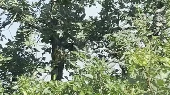 Incendie à Arcambal - Lot - 7 juillet 2026 - Feux de forêts et d'espaces naturels