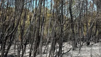 Incendie à Châtillon-sur-Cher - Loir-et-Cher - 7 juillet 2026 - Feux de forêts et d'espaces naturels