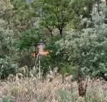 Un départ de feu est signalé à proximité de La Tremblade (17)