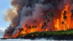 L'archipel d'Hawaï frappé par de violents incendies