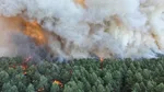 Forêt de Fontainebleau : 800 hectares partis en fumée, le ministre de l'Intérieur se rend sur place