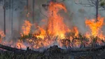 Reprise de l'incendie dans le Var, le feu a parcouru plus de 1 250 hectares.