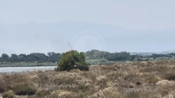 Incendie à Perpignan - Pyrénées-Orientales - 9 juillet 2026 - Feux de forêts et d'espaces naturels