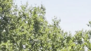 Incendie à Rivesaltes - Pyrénées-Orientales - 9 juillet 2026 - Feux de forêts et d'espaces naturels