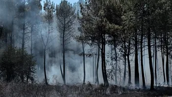 Incendie à Martillac - Gironde - 11 juillet 2026 - Feux de forêts et d'espaces naturels