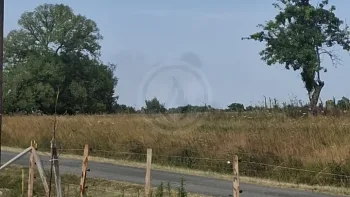 Incendie à Siorac-de-Ribérac - Dordogne - 12 juillet 2026 - Feux de forêts et d'espaces naturels