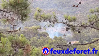Incendie à Fréjus - Var - 18 juillet 2026 - Feux de forêts et d'espaces naturels