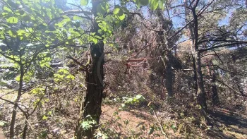 Incendie à Nant - Aveyron - 21 juin 2026 - Feux de forêts et d'espaces naturels