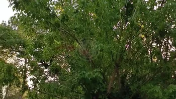 Incendie à Boussès - Lot-et-Garonne - 23 juin 2026 - Feux de forêts et d'espaces naturels