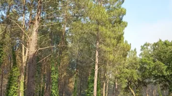 Incendie à Boussès - Lot-et-Garonne - 23 juin 2026 - Feux de forêts et d'espaces naturels