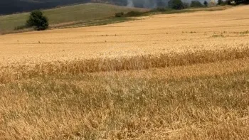 Incendie à Moncaut - Lot-et-Garonne - 24 juin 2026 - Feux de forêts et d'espaces naturels