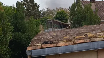 Incendie à Montendre - Charente-Maritime - 25 juin 2026 - Feux de forêts et d'espaces naturels