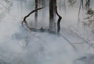 Feu de forêt