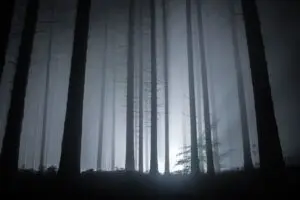 Feu de forêt nocturne