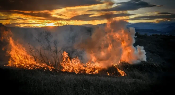 illustration - feu de forêt / AM