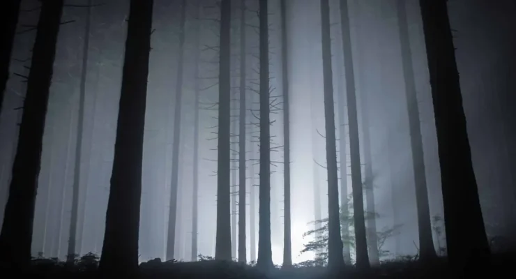 Feu de forêt nocturne