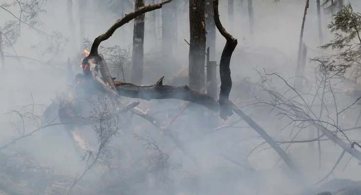 Feu de forêt