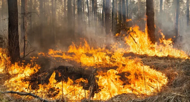 Illustration-incendies de forêt / éléments